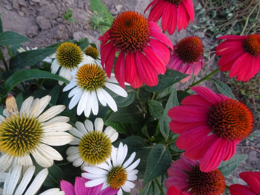  - ECHINACEA PURPUREA