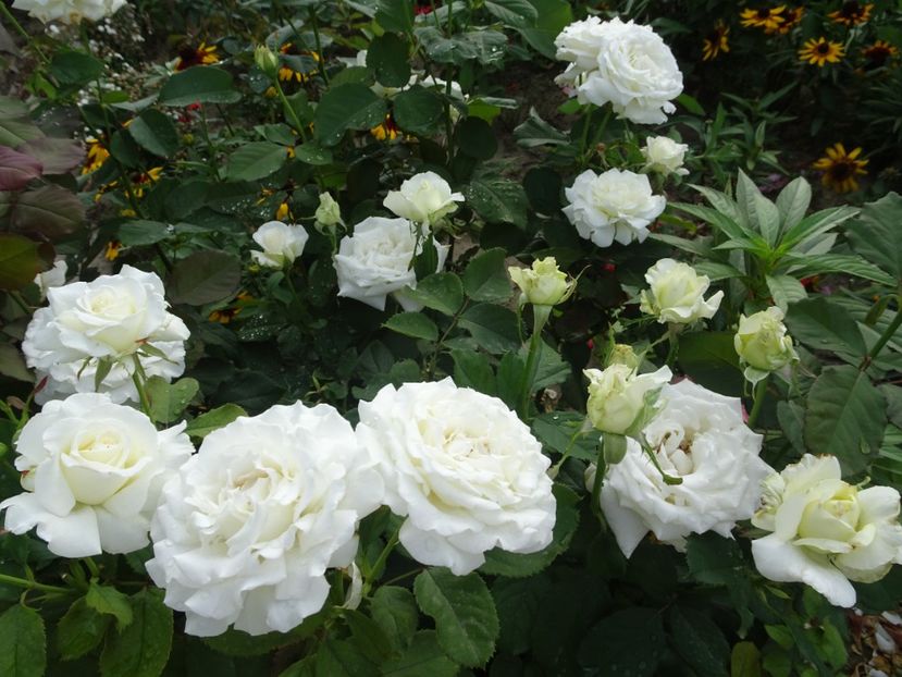  - Papa Ioan Paul al II-lea