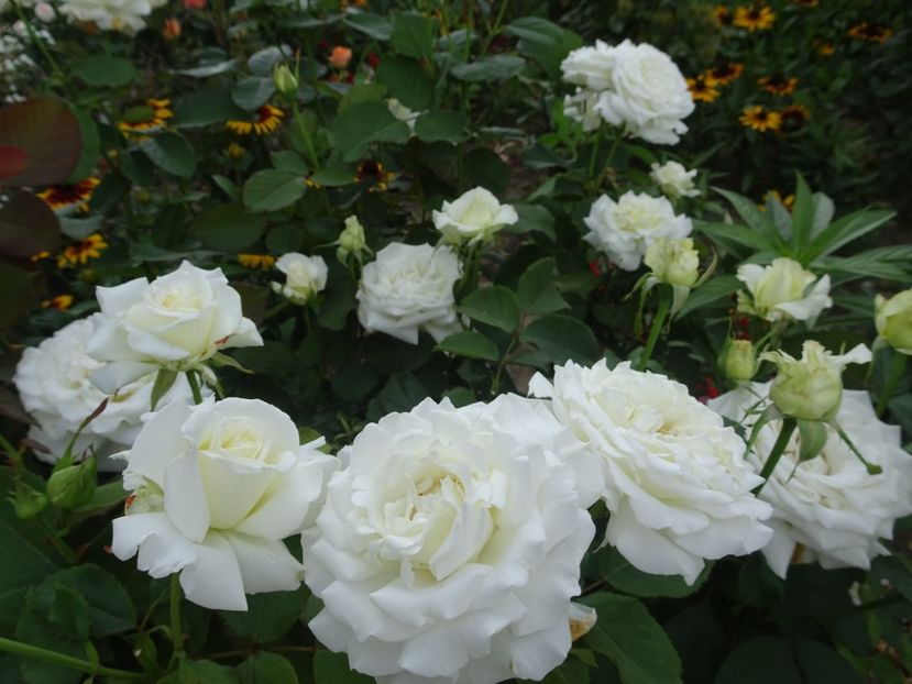  - Papa Ioan Paul al II-lea