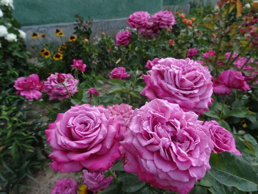 20 iulie - Claude Brasseur