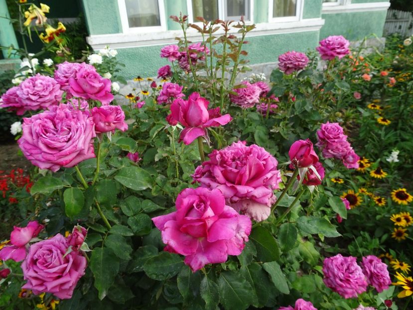 20 iulie - Claude Brasseur