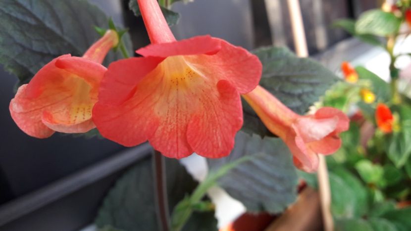Helena - 09 Achimenes 2018