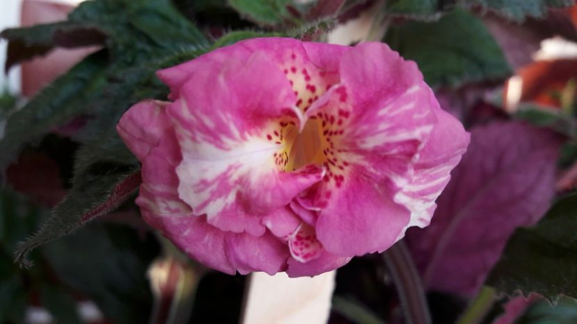  - 09 Achimenes 2018