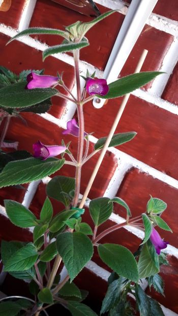  - 09 Achimenes 2018