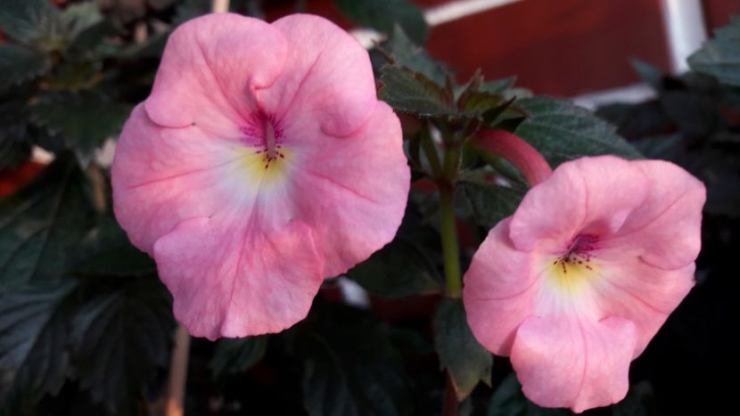 Harecroft - 09 Achimenes 2018