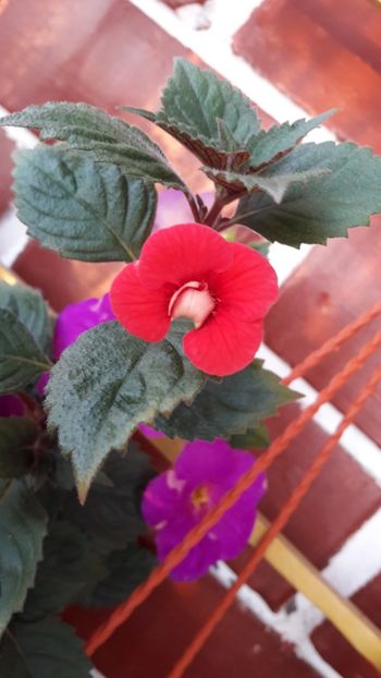  - 09 Achimenes 2018