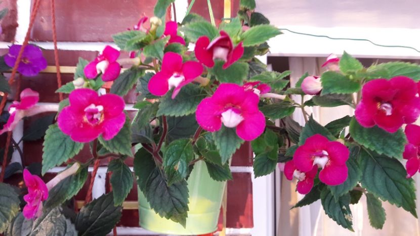 Last Down - 09 Achimenes 2018