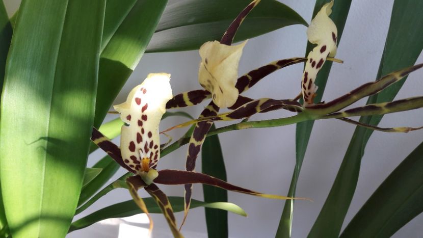 Brassia - Orhideele mele