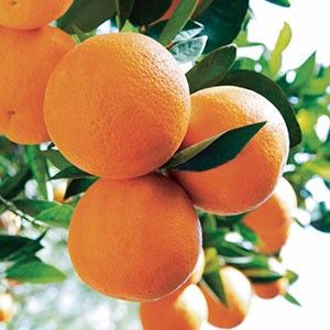 Citrus sinensis valenciana - Plantele mele 2018