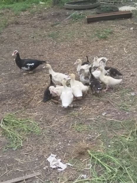  - ratele mele lesesti 2