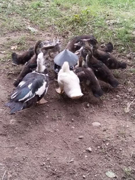  - ratele mele lesesti 2