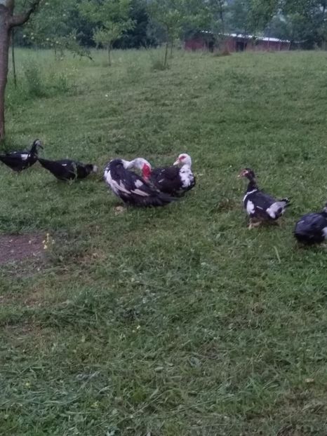  - ratele mele lesesti 2
