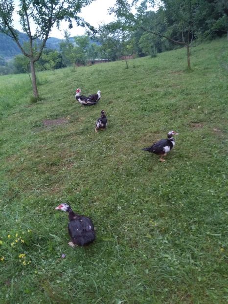  - ratele mele lesesti 2