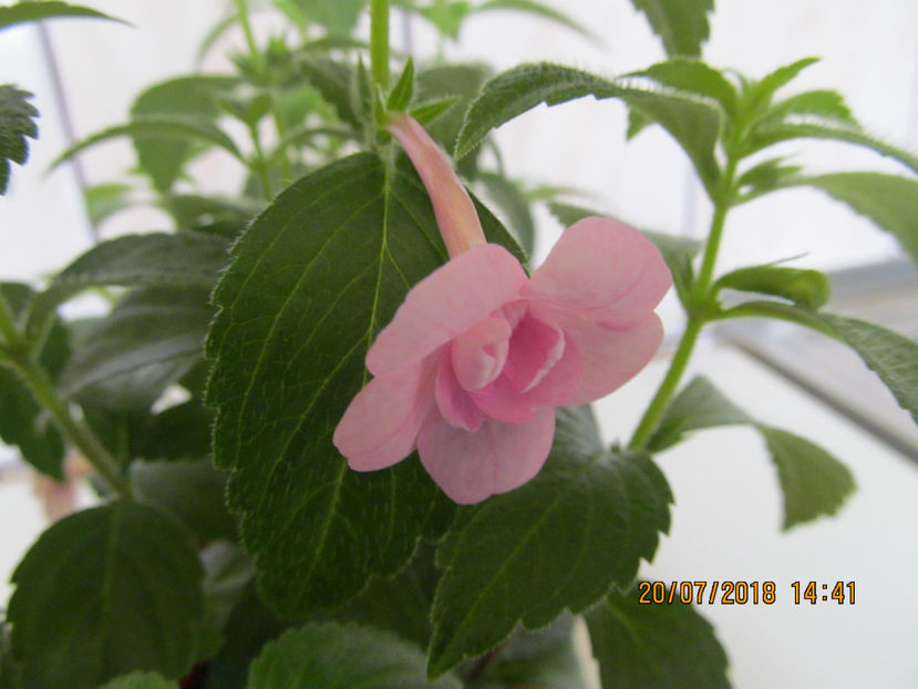  - Double Pink Rose