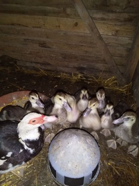  - ratele mele lesesti 2