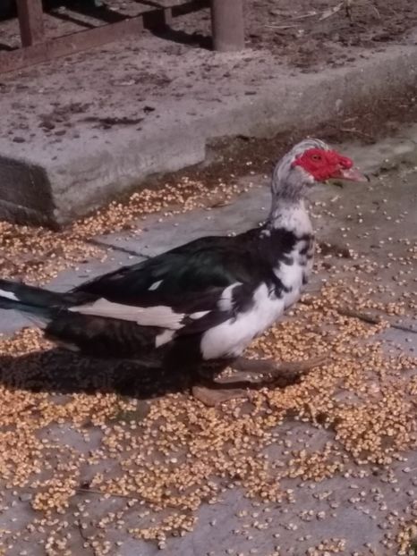  - ratele mele lesesti 2