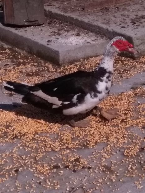  - ratele mele lesesti 2