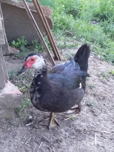  - ratele mele lesesti 2