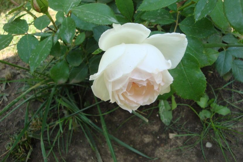  - Stephanie Baronin zu Guttenberg