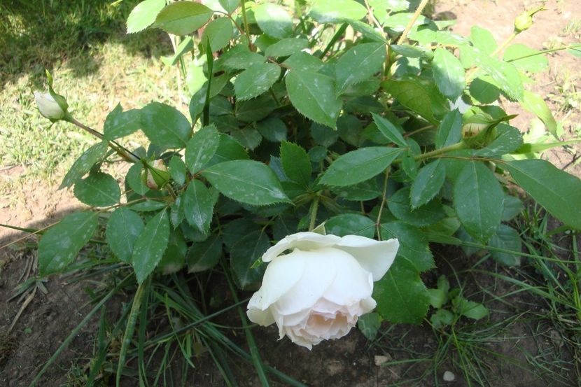  - Stephanie Baronin zu Guttenberg