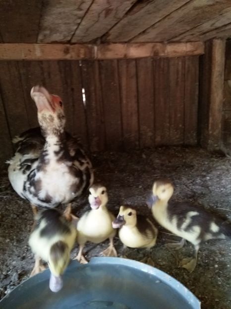  - ratele mele lesesti 2