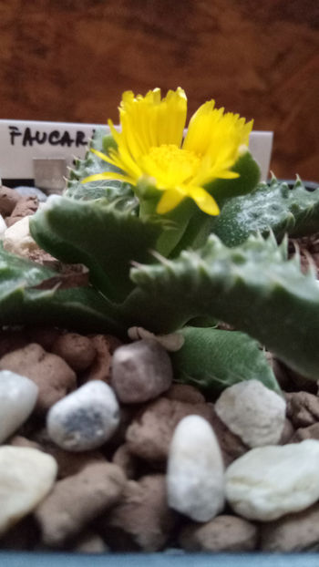 20.07.2018 - Faucaria tigrina ssp tuberculosa