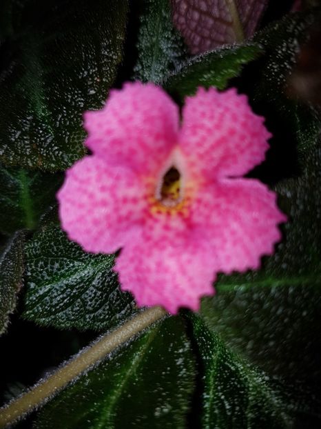  - EPISCIA