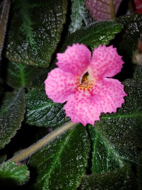  - EPISCIA