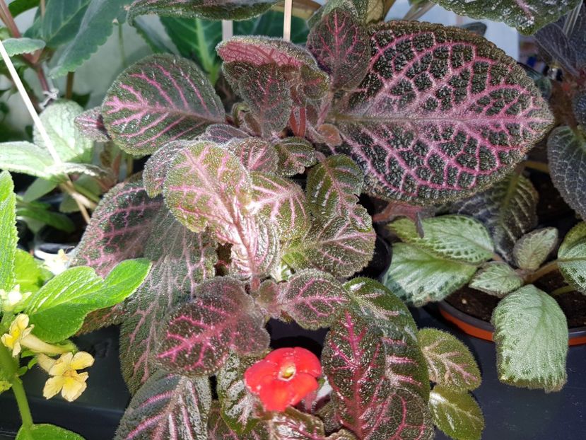  - EPISCIA