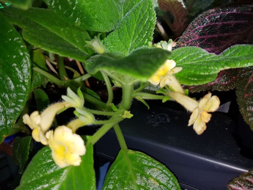  - EPISCIA