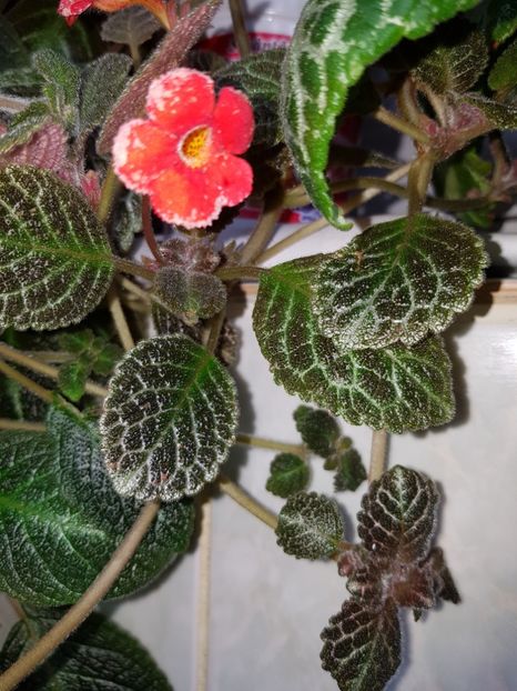 - EPISCIA