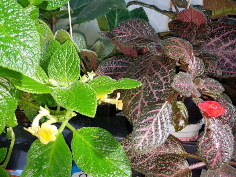  - EPISCIA