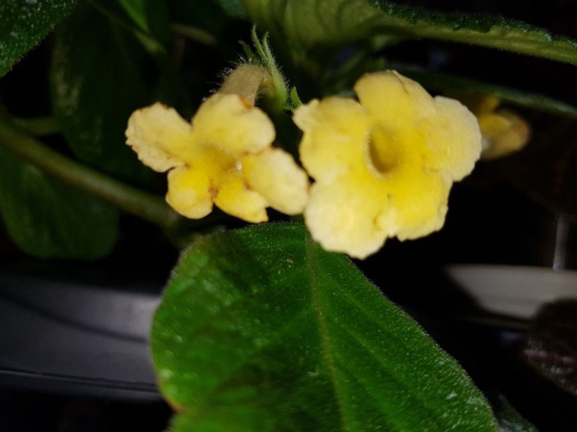  - EPISCIA