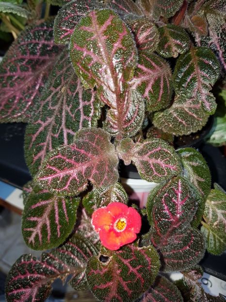  - EPISCIA