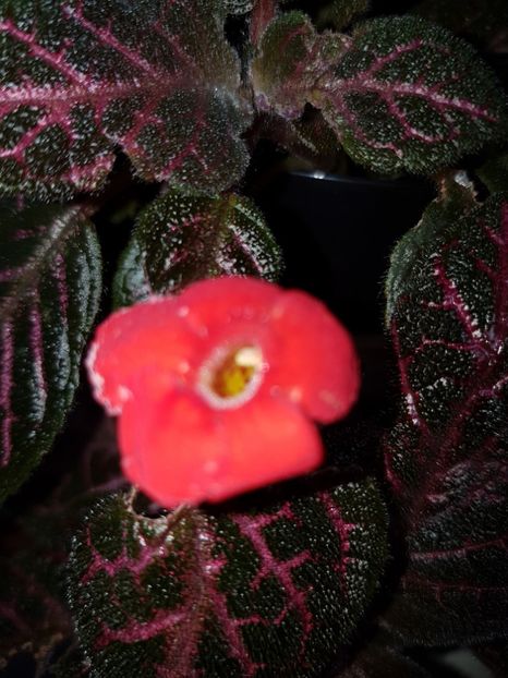  - EPISCIA