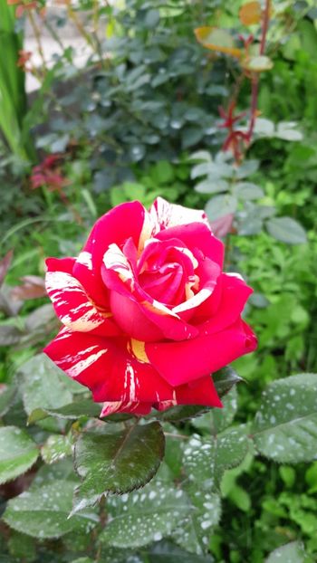 IMG-20180714-WA0015 - Broceliande