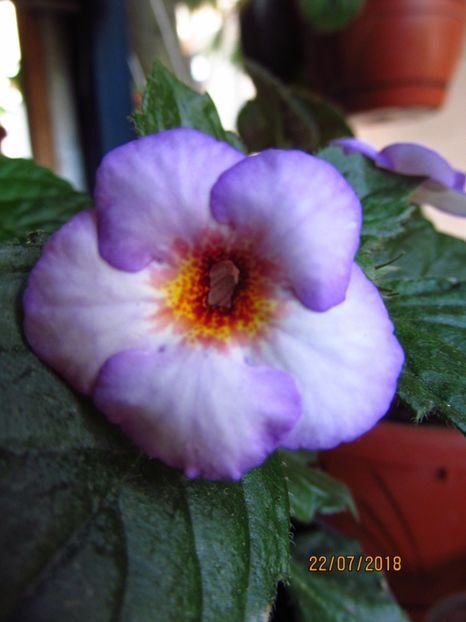 Argentina - ACHIMENES 2020 - VANZARI HIBRIZI