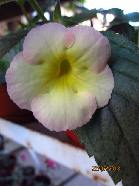 Cote D'or - ACHIMENES 2020 - VANZARI HIBRIZI