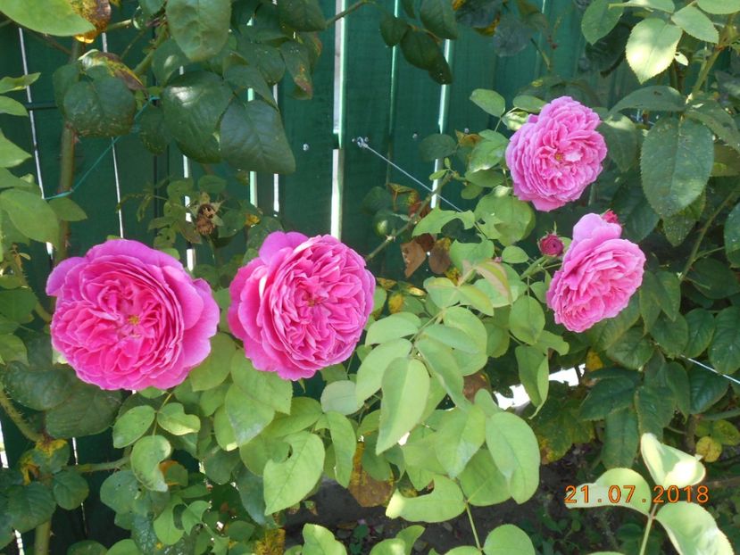  - Madame Isaac Pereire