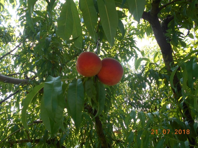  - 3Gradina de legume 2018