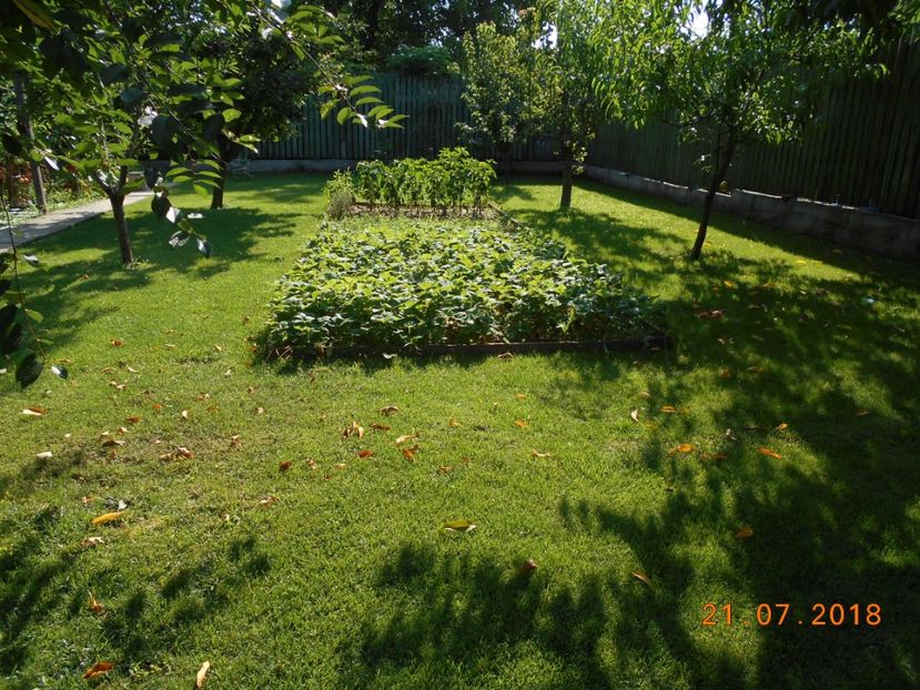  - 3Gradina de legume 2018