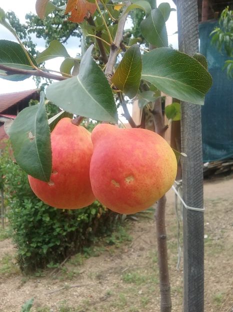  - Pomi de la nea Sorel