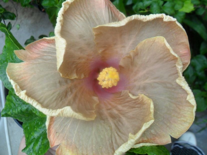 Ro V 1 - zz-hibiscusi din seminte