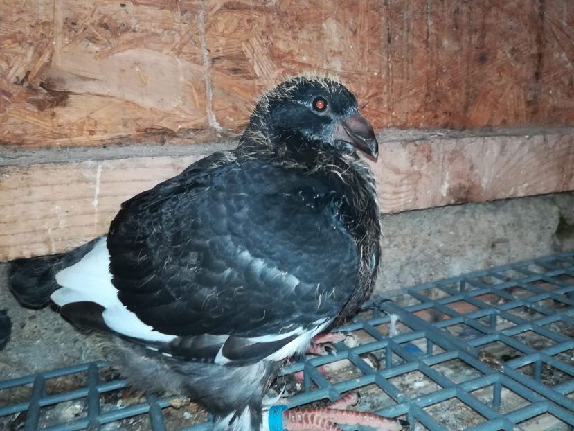 Agh - Tineret AGH 2018