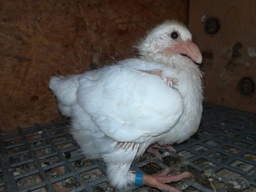 Agh - Tineret AGH 2018