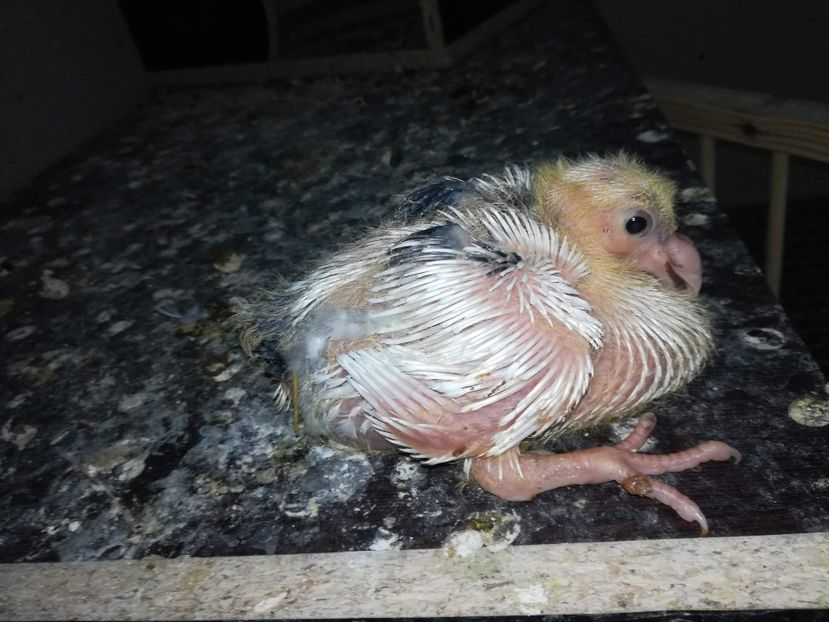 Agh - Tineret AGH 2018