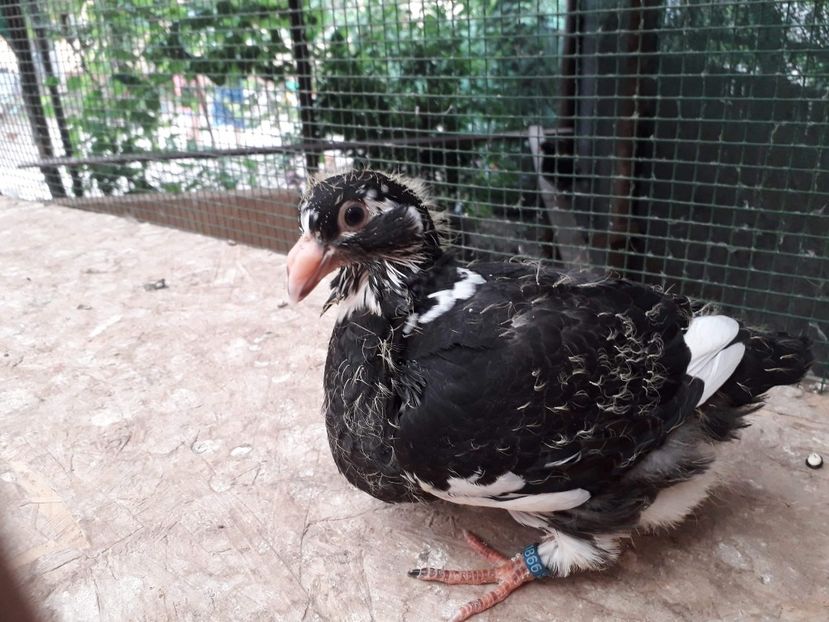 Agh - Tineret AGH 2018