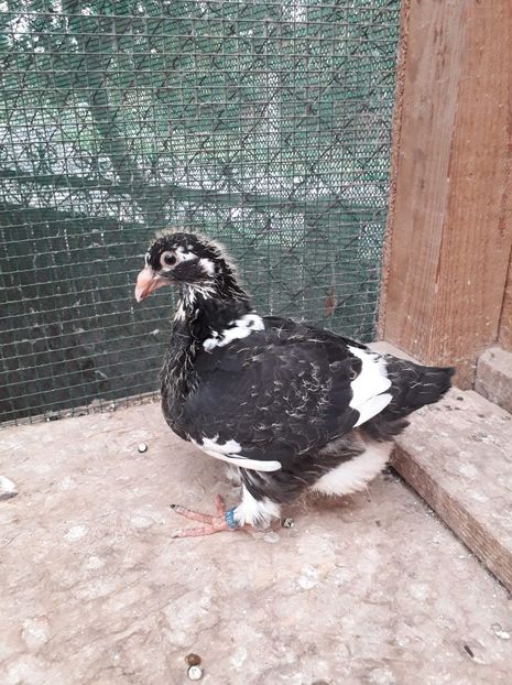 Agh - Tineret AGH 2018