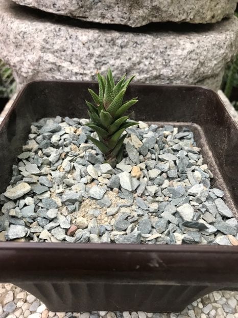 nr 21-5 lei - De vanzare 2018