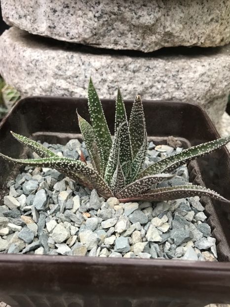 nr 23-5 lei - De vanzare 2018